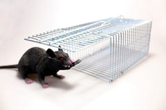 Gorilla Humane Rat Trap – DIY Pest Products