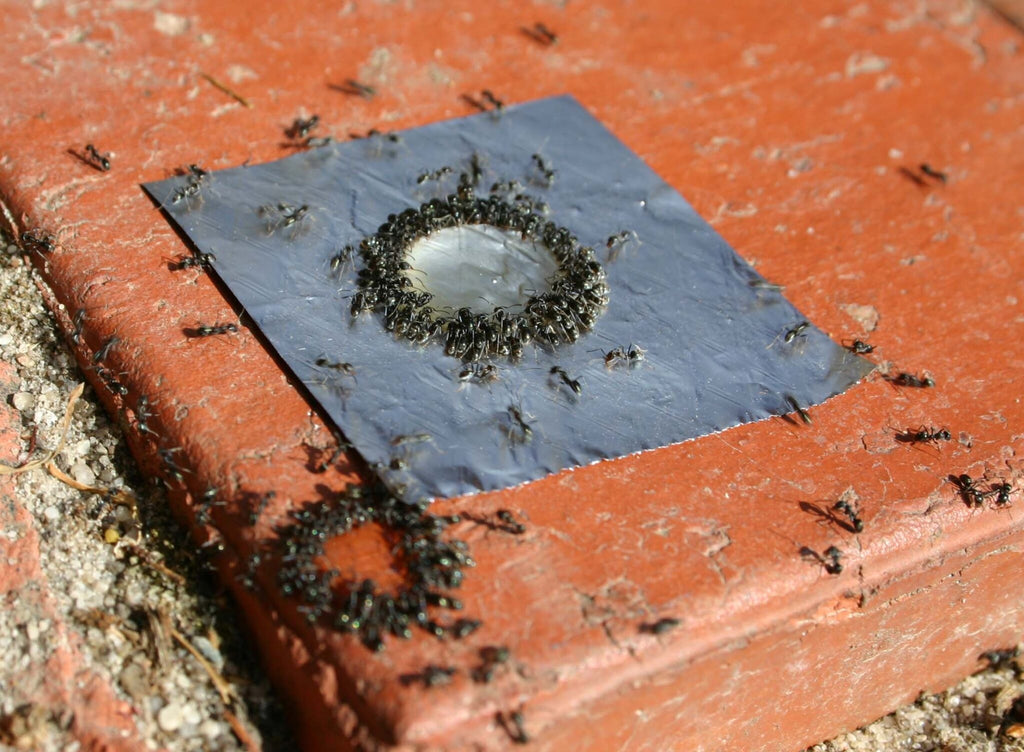 Maxforce Quantum Ant Bait  Buy at DIY Pest Warehouse