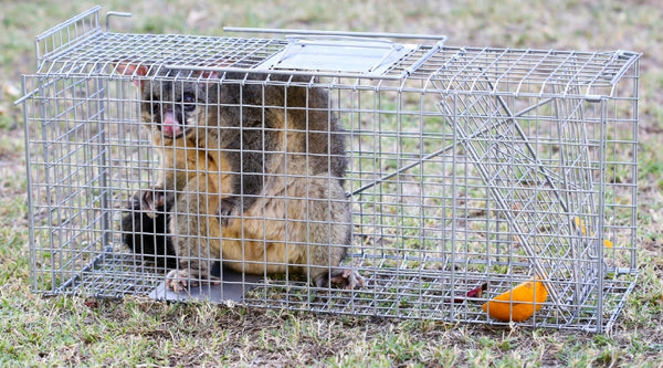 Possum Trap for Trapping Possums Humanely and Safely | BUY ONLINE ...