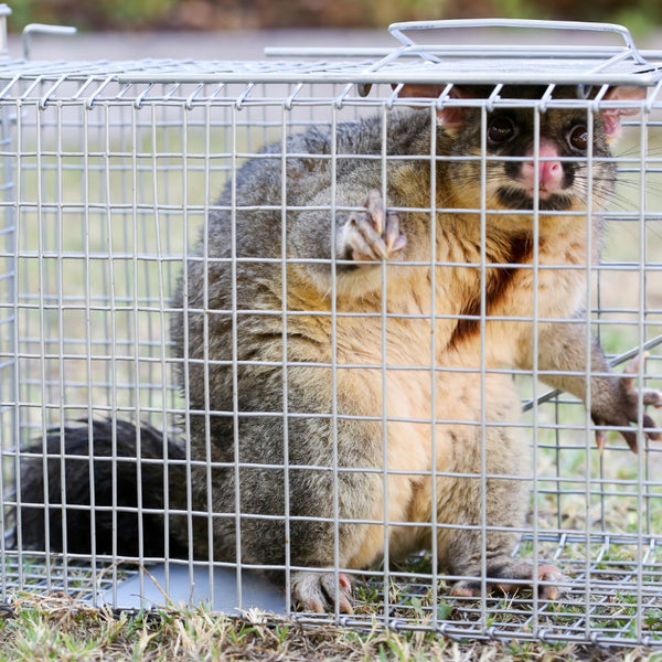 Rat Cage Trap - Humane Live Catch - Australian Made