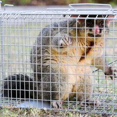 https://www.easypestsupplies.com.au/cdn/shop/products/possum_trapped_medium.jpg?v=1688458124